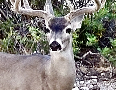 Deer Image