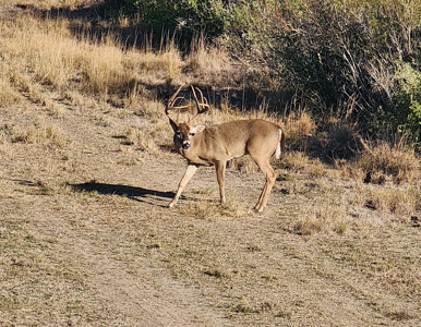 Deer Image