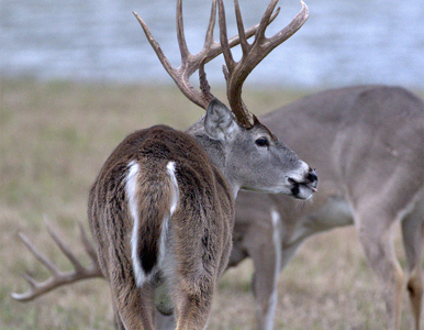 Deer Image